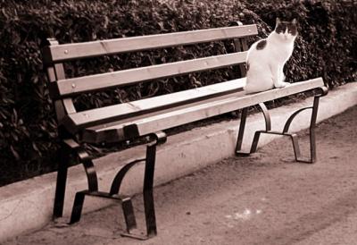 Cat on the bench
