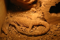 Lizzard