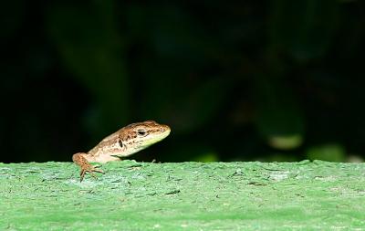 Hiding lizard