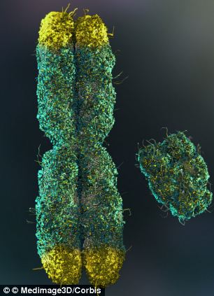 telomeres