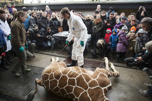 People look on as a veterinarian prepares to dismember the giraffe Marius after it was killed in Copenhagen Zoo